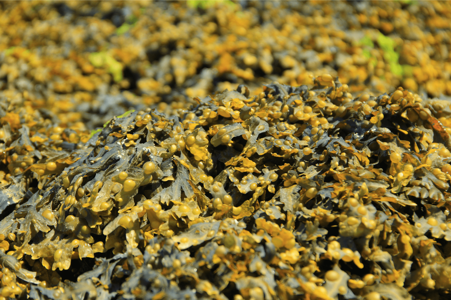 Bladderwrack: Benefits, Uses, and Side Effects